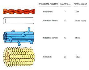 mikrofilament, mikrotubulů, intermediárních filament a mikrotrabekul