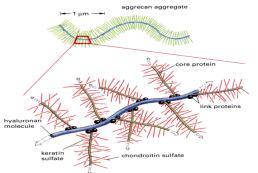 Mimobuněčná hmota (extracelulární matrix) Struktura - organizovaná síť makromolekul vznikajících přímo na místě: 1. Proteoglykany 2.