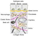 Voda Vznik: činností fibroblastů (chondroblastů, osteoblastů) Funkce: Vodní fáze polysacharidového gelu - difúze živin, metabolitů mezi krví