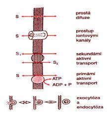 difúze - volný prostup lipidovou