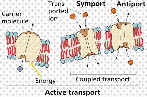 Prostup iontovými kanály (proteinové