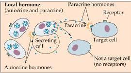 2. Prostřednictvím lokálních chemických působků hlavní forma u primitivních organismů - nezávislá na oběhovém systému - parakrinní (pankreas) Intersticiální tekutina R 3.