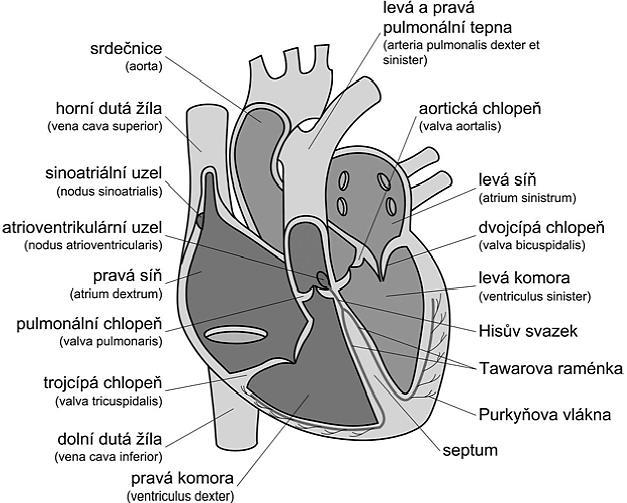 2 Kardiovaskulární systém Kardiovaskulární systém je životně důležitou orgánovou soustavou zajišťující perfuzi (průtok krve) jednotlivých tkání a orgánů, do kterých dodává kyslík a živiny a odvádí z