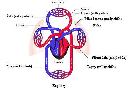 Obr. 7 Schéma kardiovaskulárního systému (upraveno z