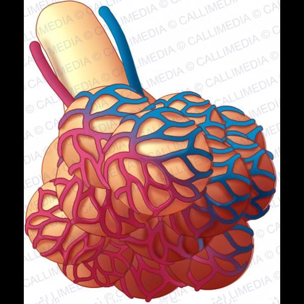 Speciální krevní oběhy - plíce kapiláry mají větší poloměr, mnoho anastomóz (obklopují alveolus) efektivnější výměna plynů objem krve v řečišti cca 1l, závisí na poloze (plíce jsou jako houba) během