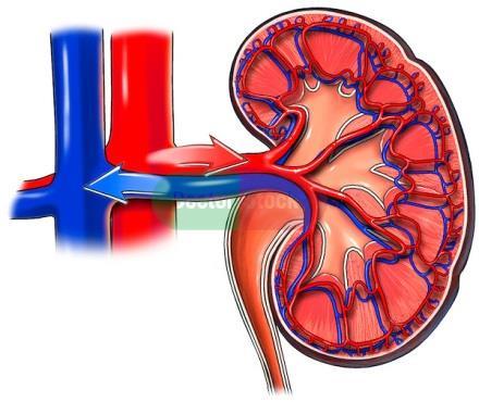 průtok krve ledvinami (ml/min/g tkáně) Speciální krevní oběhy ledviny filtrace krve průtok krve převyšuje nutriční potřebu ledvin silná myogenní autoregulace (vas aferens)