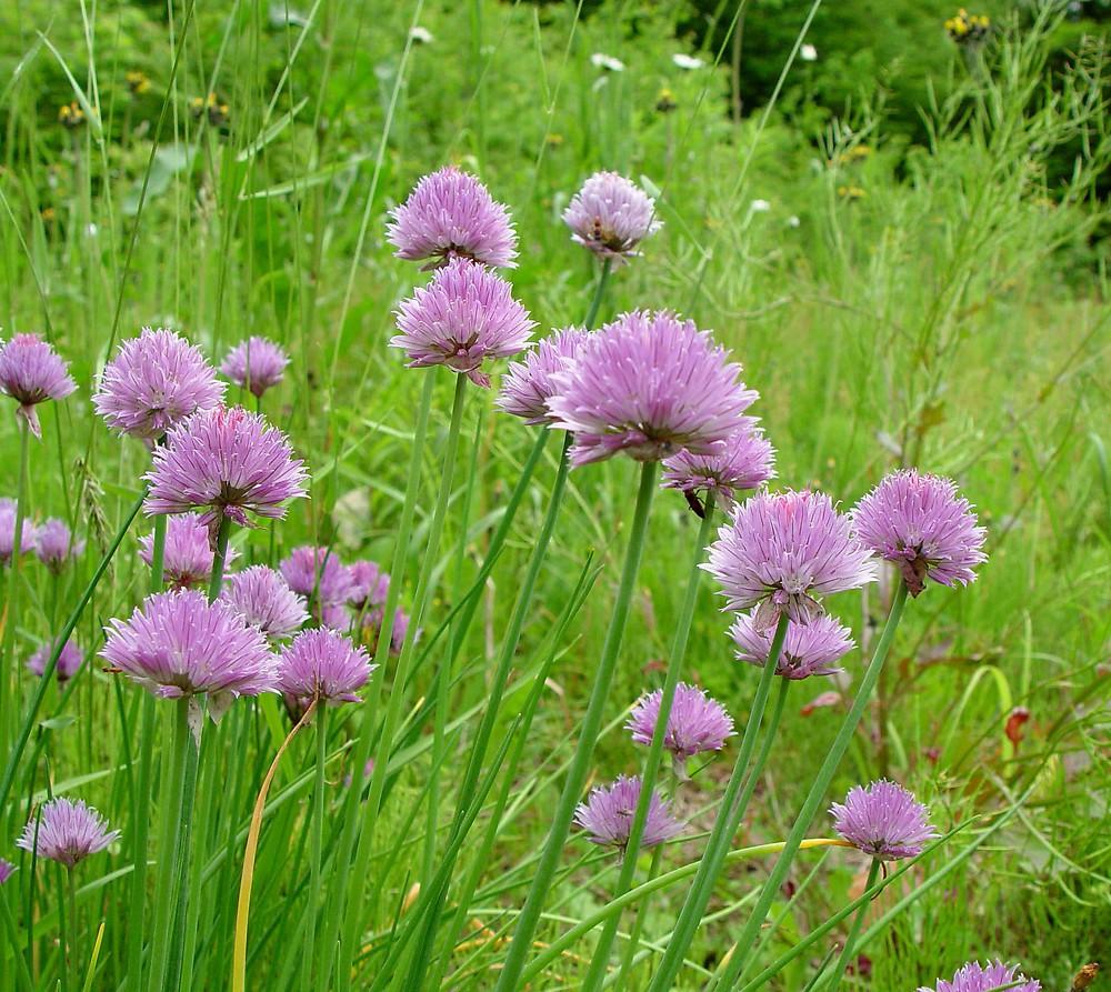 Allium