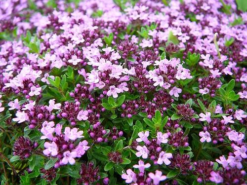 Thymus