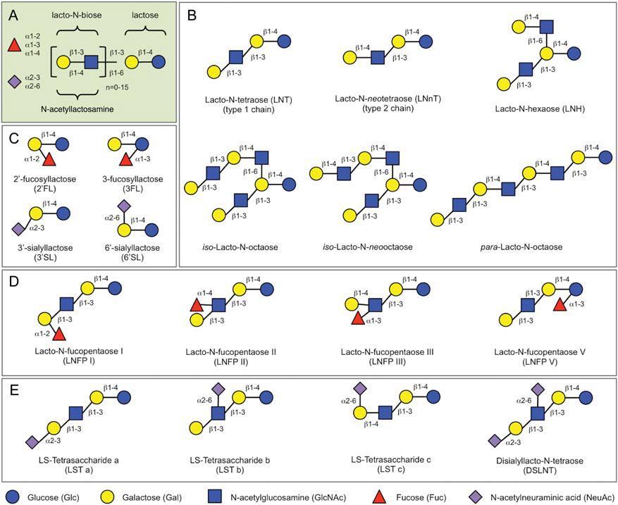 Oligosacharidy mateřského mléka (HMO) Oligosacharidy mateřského mléka jsou složeny z pěti základních monomerů: kyseliny sialové, N- acetylglukosaminu, L-fukózy,