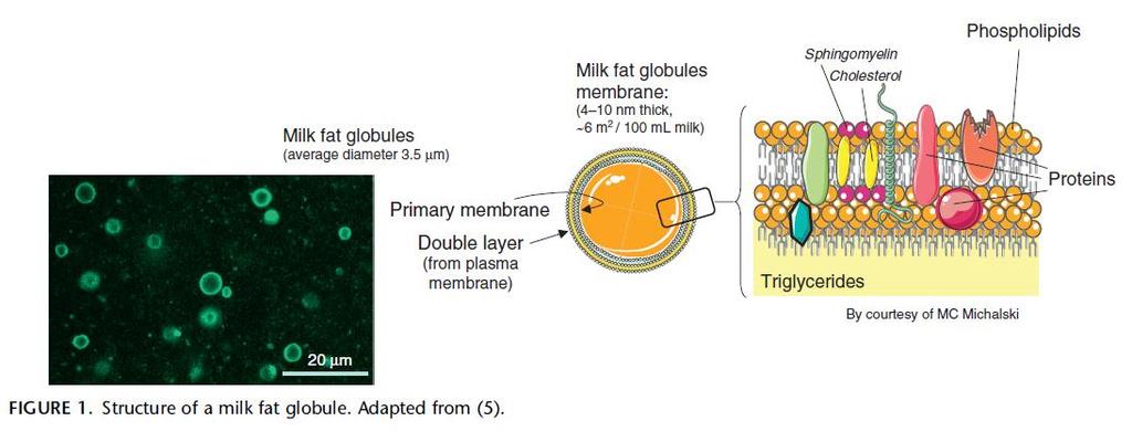 Membrány tukových globulí (MFGM) Obsahují důležité biologicky aktivní složky (sfingomyelin, glykosfingolipidy a gangliosidy) pro vývoj mozku, imunitního