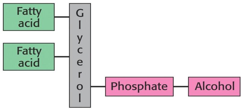 Složené lipidy Glycerofosfolipidy