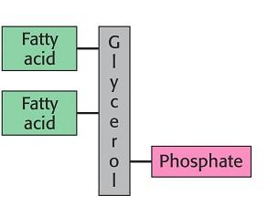 Fosfatidová kyselina