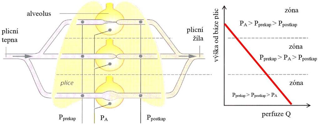 Obrázek 1: Regionální perfuze plic (vzpřímený hrudník) [3] (P prekap prekapilární tlak, P A alveolární tlak, P postkap postkapilární tlak) Nejvíce ventilovány jsou při vzpřímené poloze hroty plic a