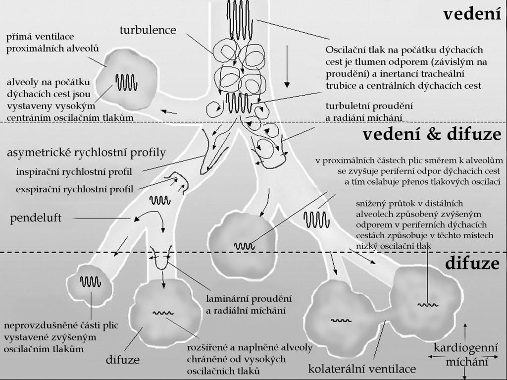 difúzní rychlost molekul plynu a tudíž je v podélném směru zanedbatelná. Díky větvení v plicních lalocích se zvětšuje i plocha, kterou dodaný objem plynu proudí.