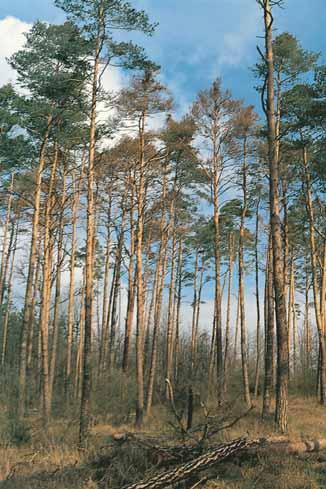 Zpravodaj ochrany lesa. Supplementum 2005 v okrese Pardubice, kde výše nahodilých těžeb činila 45 % celkového objemu. Největší měrou se na tomto množství podílelo právě poškození krascem borovým.