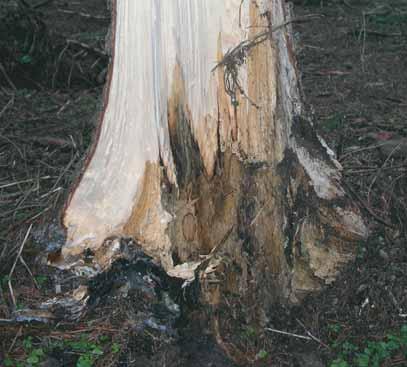 2004 Recorded volume of spruce wood infested by