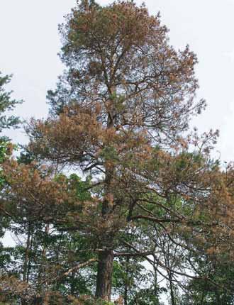 U borovice černé (Pinus nigra) se s nápadným prosycháním setkáváme v posledních letech velice často.