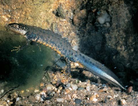 Stfiední âechy GEOLOGIE Horninov podklad tvofií porfyrické biotitické Ïuly stfiedoãeského plutonu, které jsou místy proniknuty Ïílami pegmatitû.