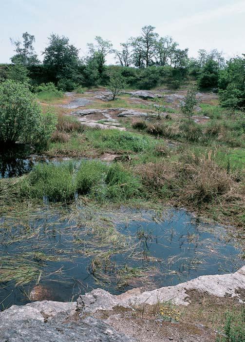 TÛÀky na dnû lomu zarûstají nûkolika pobfieïními druhy, napfi. zevarem vzpfiímen m (Sparganium erectum) nebo orobincem irolist m (Typha latifolia).