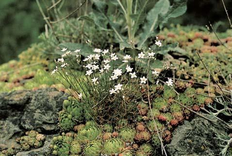 Katastrální území: Máslovice, Vodochody GEOLOGIE Skalní podklad tvofií prekambrické (neoproterozoické) pevné bfiidlice a bazal- Nadmofiská v ka: 80 75 m V mûra: 7,3 ha Vyhlá eno: 999 Pfiedmûtem