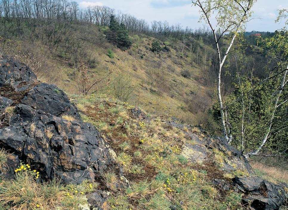 PÛdy jsou mûlké, skeletovité, typu eubazick ch rankerû aï rendzin. KVùTENA RÛznû velké bezlesé plochy se stfiídají s pfieváïnû druhotn mi lesními porosty.