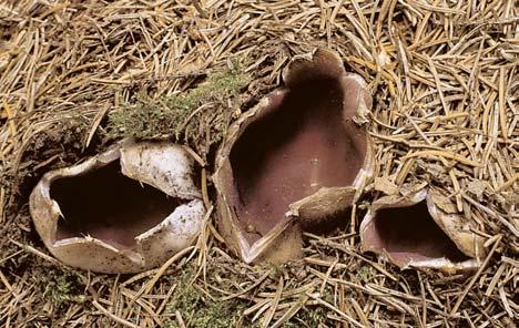 6 BaÀka velkokali ná (Sarcosphaera coronaria), nápadná vfieckov trusná houba s dosti velk mi polopodzemními plodnicemi, které se nahofie hvûzdicovitû otevírají.