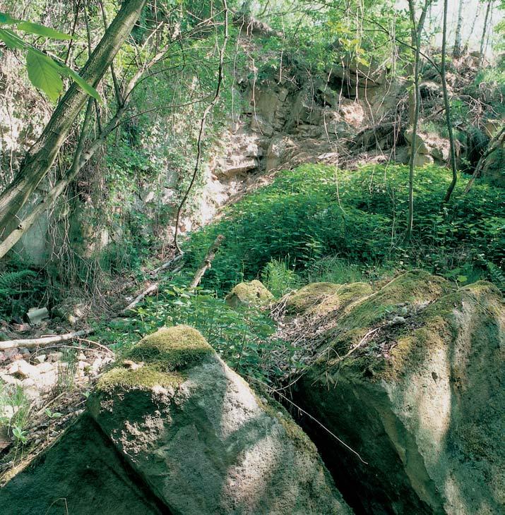Okres Praha-v chod 3 né pûdû zaznamenána zemûïluã obecná (Centaurium erythraea).
