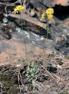Stfiední âechy Národní pfiírodní rezervace GEOLOGIE Horninov podklad tvofií prekambrické (neoproterozoické) bazalty (spility), droby a silicity (buliïníky), které ãasto vystupují jako skalní v chozy