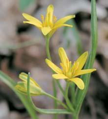 a 3 Kfiivatec Ïlut (Gagea lutea) a sasanka hajní (Anemonoides nemorosa) zdobí luïní lesy v ãasném jaru. 4 Leteck zábûr na drobnou enklávu luïního lesa v sídelní krajinû.