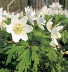 minor), v znamnû je zastoupena lípa malolistá, javor mléã (Acer platanoides), topol ãern (Populus nigra), topol bíl (Populus alba), ve vlhãích partiích je hojná ol e lepkavá (Alnus glutinosa).