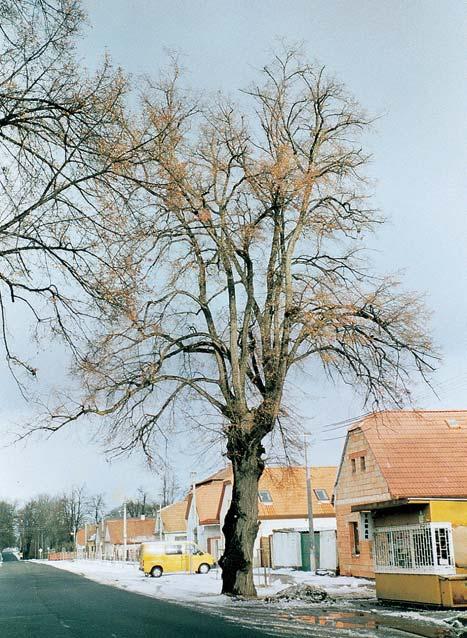 Stfiední âechy 33. Dub letní, k. ú. Káran, p. ã. 878/, okolí b valého hrádku OpoãeÀ, na okraji louky V dobrém pivû, u transformátoru, chatová osada severov chodnû od obce.