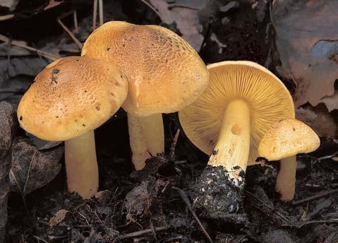 boltonii), kalichovku hvûzdov trusou (Omphaliaster asterosporus), kulháãek pfiíïivn (Claudopus parasiticus), mykorhizní holubinku chromovou (Russula claroflava), h. Kavinovu (R. ka- vinae), h.