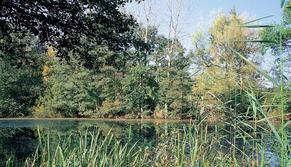 Stfiední âechy 4 5 6 4 Mrtvé rameno Labe v jiïní ãásti území. 5 Hrachor jarní (Lathyrus vernus) tvofií jiï ãasnû letní aspekt luïního lesa.