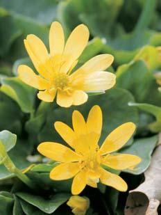 velk, zelenû leskl zlatohlávek skvostn (Cetonischema aeruginosa), robusní tesafiík piluna (Prionus coriarius), kovovû zelen, modr ãi bronzov tesafiík piïmov (Aromia moschata) nebo roháã obecn