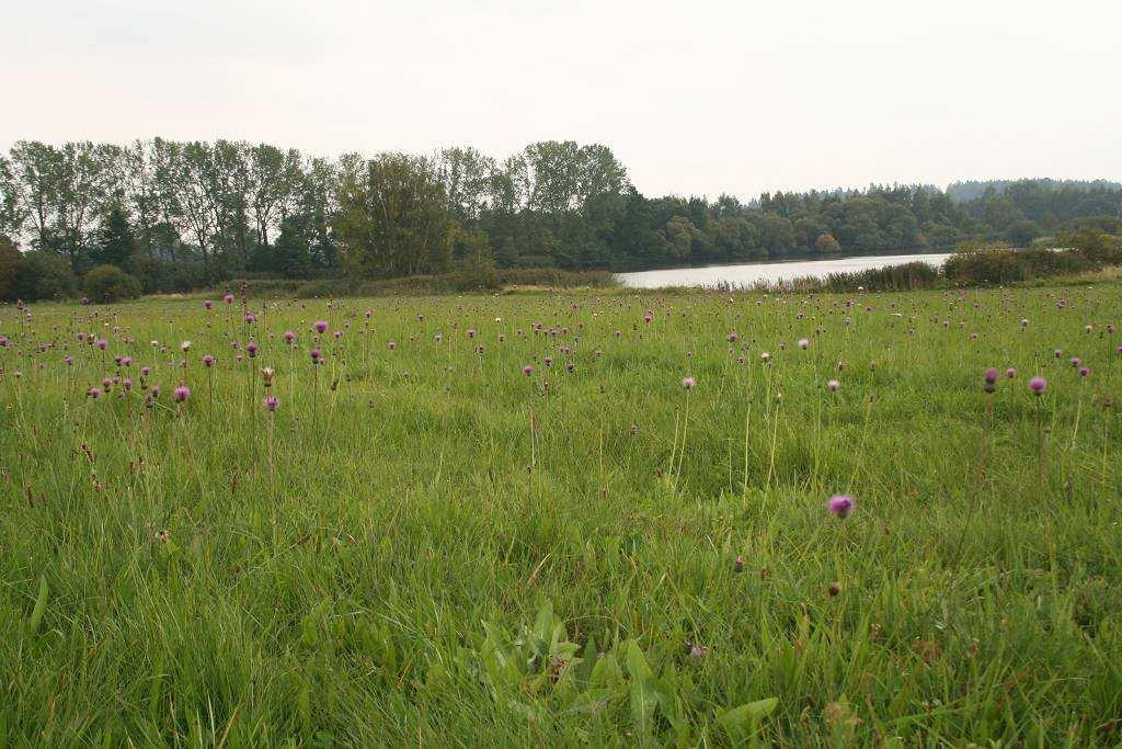 Obr. 1: Pohled na centrální část louky s rybníkem