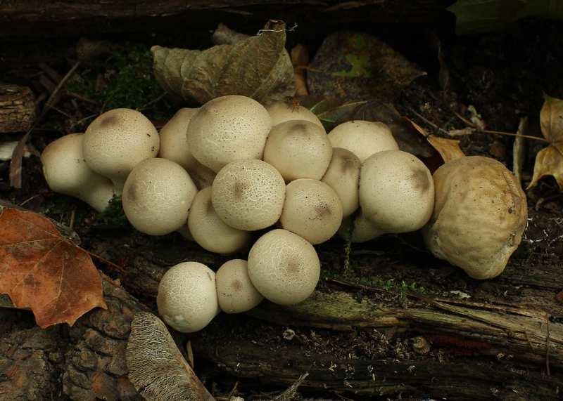 Foto 27 Pýchavka hruškovitá (Lycoperdon pyriforme): P, (1), 6. 10.