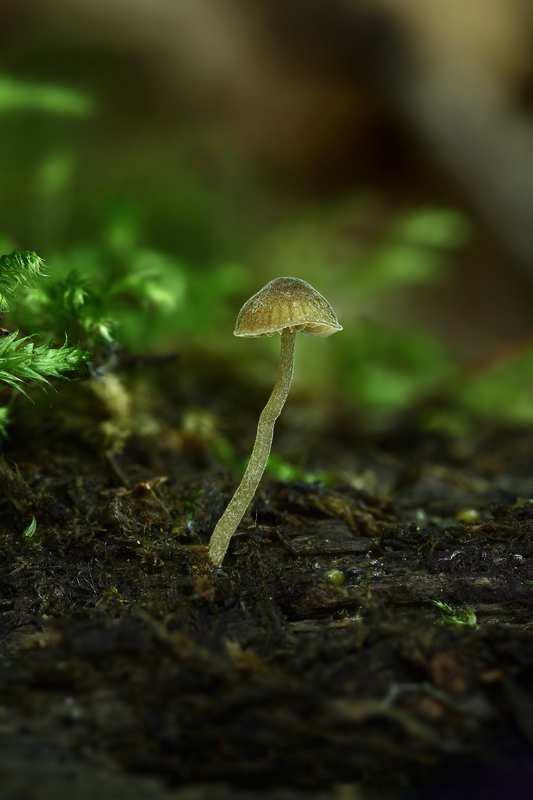 Foto 28 Kržatka hnědoolivová (Simocybe cf. centunculus) P, 4, 30.