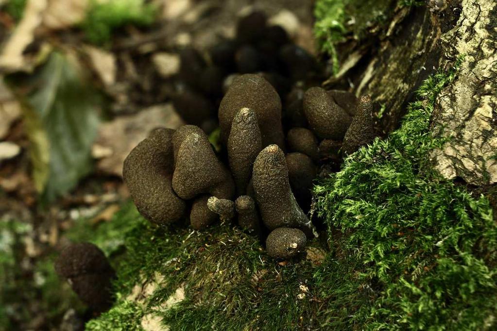 Foto 29 Dřevnatka mnohotvárná (Xylaria polymorpha): P, 1. 8.