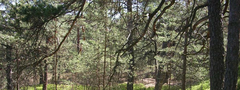 VYHODNOCENÍ SOUČASNÉHO STAVU A DOSAVADNÍHO VÝVOJE LESA PONECHANÉHO SAMOVOLNÉMU VÝVOJI V LOKALITĚ KOSTELECKÉ BORY V PR KOSTELECKÉ