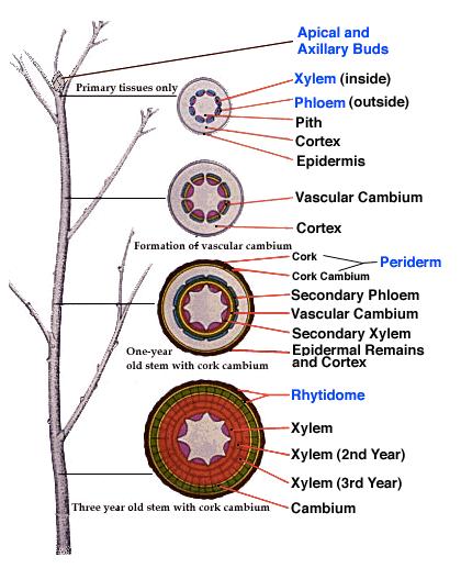 ANATOMICKÁ