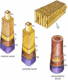 Reakční dřevo má oproti běžně vytvářenému dřevu - až o 85% vyšší hmotnost - o 5% vyšší obsah ligninu - o 8% méně celulózy - o 40