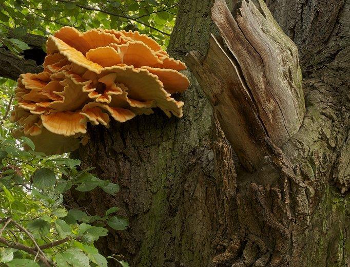 Laetiporus