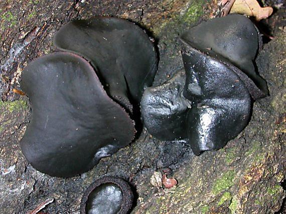 Trametes (Coriolus)