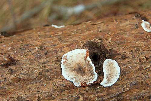 fomentarius Pevník