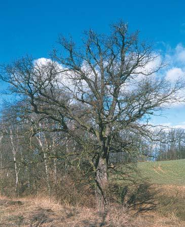 vodoteče nad rybníčkem 600