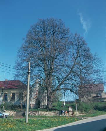 Miller) Strom roste u kapličky