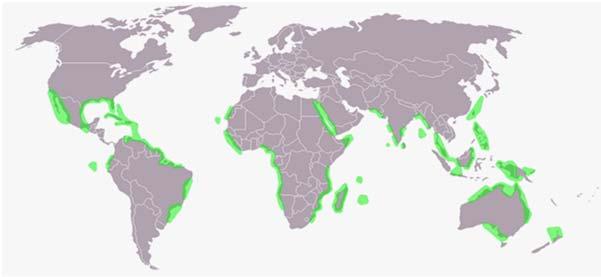 tropy a subtropy Austrálie, Amerika, Asie a Afrika anoxická rhizosféra