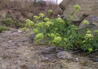 1. Motar přímořský (Crithmum maritimum, Apiaceae, Apiales) celý