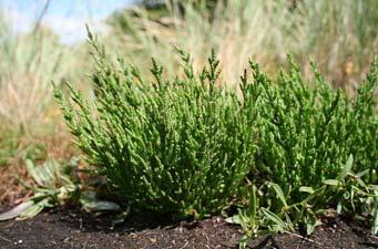 jako koření; vysoký obsah vitamínu C 2.1.2. Slanorožec (Salicornia spp.