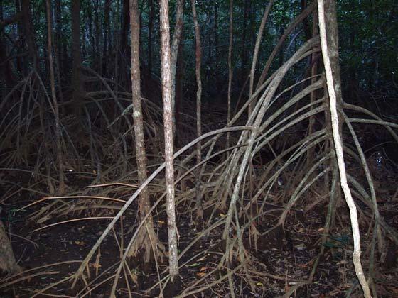 2.2.1. Mangrove opěrné chůdové kořeny = stabilizace 2.2.2. Mangrove dýchací kořeny (pneumatofory) 2.